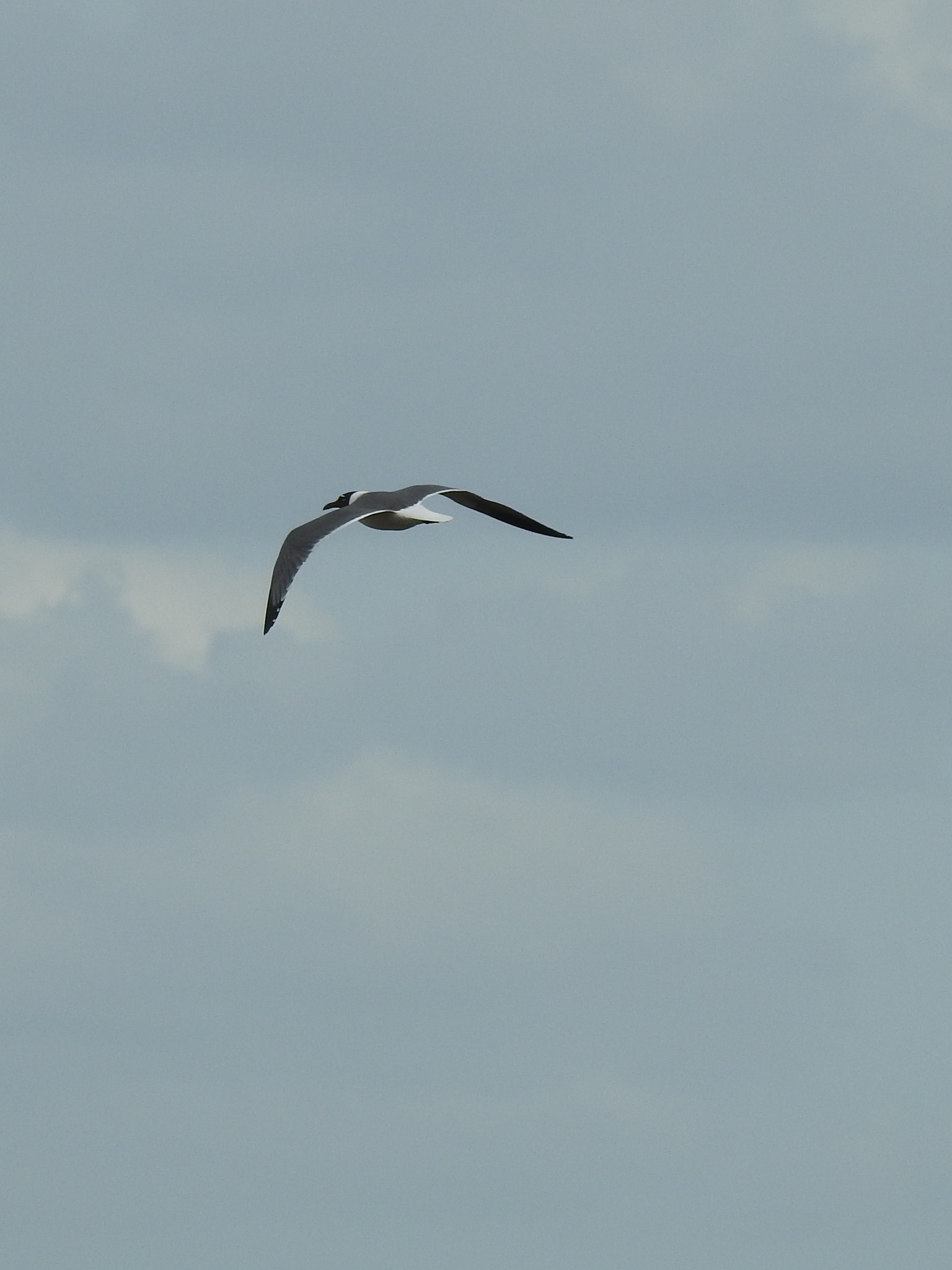 Laughing Gull