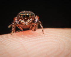 Simaethina