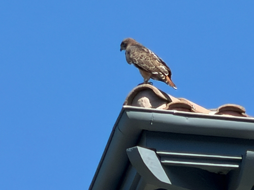 Red-tailed Hawk