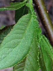 Salix pseudomonticola