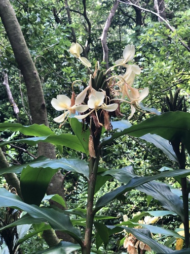 Hedychium flavescens observed 2026-10-05