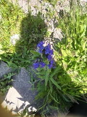 Anchusa officinalis