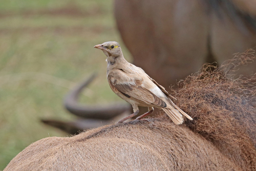iNaturalist image