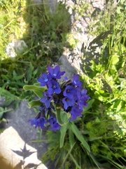 Anchusa officinalis