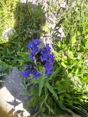 Anchusa officinalis