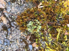 Vinealobryum vineale