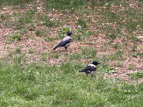 Hooded Crow