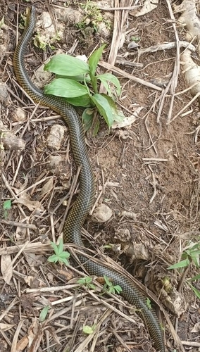 Military Ground Snake