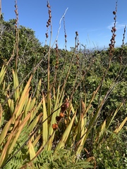 Chasmanthe floribunda