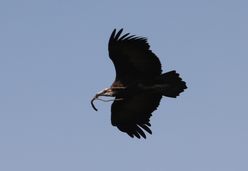 Hooded Vulture