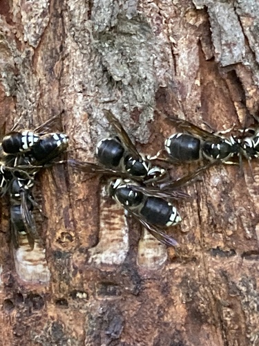 Bald-faced Hornet