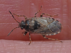 Platyplax salviae