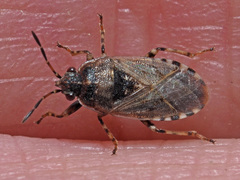 Platyplax salviae