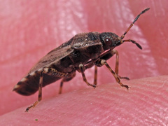 Platyplax salviae