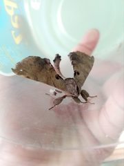 Apatelodes torrefacta