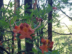 Rhododendron calendulaceum