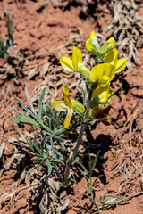 Thermopsis lanceolata