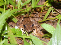 Limnonectes macrodon