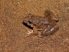 Limnonectes macrodon