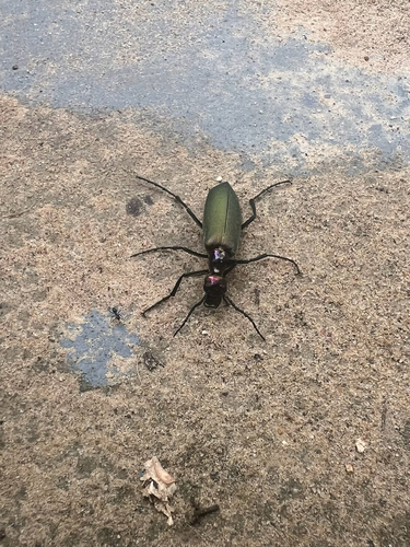 Lydomorphus dusaulti