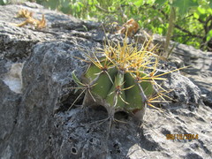Astrophytum ornatum