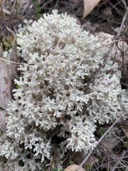 Pulchrocladia retipora
