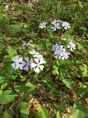 Phlox divaricata divaricata