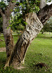 Ficus dendrocida