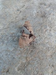 Apatelodes torrefacta