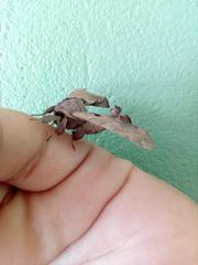 Apatelodes torrefacta