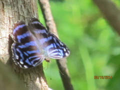 Myscelia ethusa ethusa