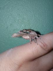 Apatelodes torrefacta