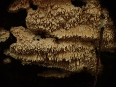 Phlebia nothofagi