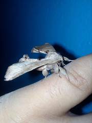 Apatelodes torrefacta