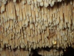 Phlebia nothofagi