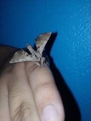 Apatelodes torrefacta