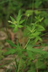 Geranium krameri
