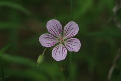 Geranium krameri