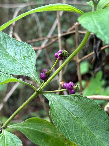 Lantana trifolia observed 2026-10-03