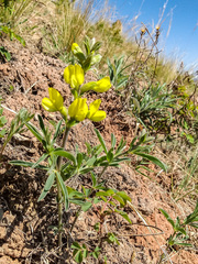 Thermopsis lanceolata