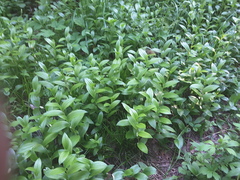 Polygonatum humile