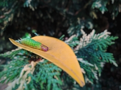 Opsiphanes invirae amplificatus