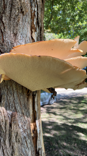 Dryad's Saddle