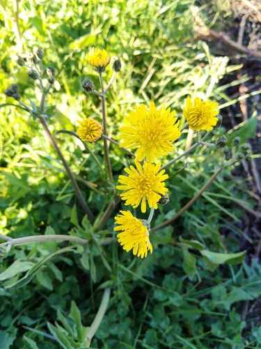 Crepis vesicaria observed 2026-10-07