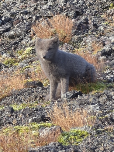 Arctic Fox observed by digitaldarling