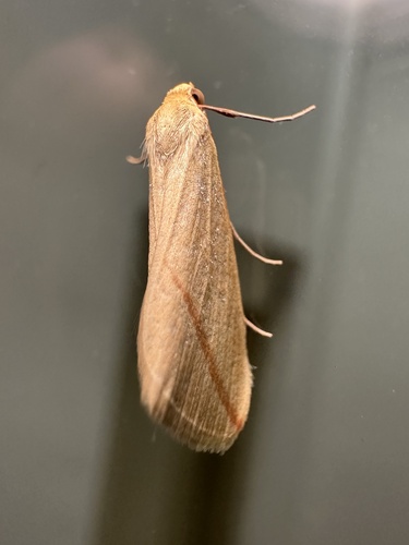 Vestal