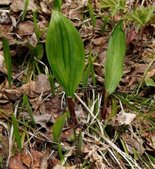 Allium ochotense