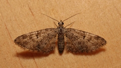 Eupithecia dodoneata