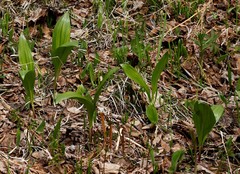 Allium ochotense