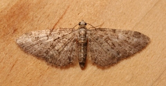 Eupithecia dodoneata